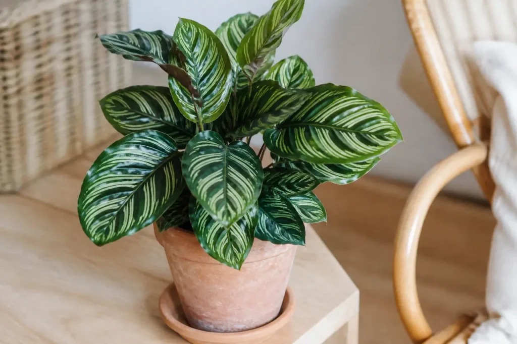Calathea aux feuilles rayees dans pot en terre cuite