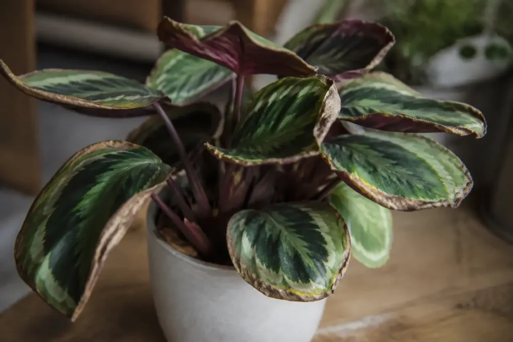 Calathea en pot, feuillage aux bords bruns et roules