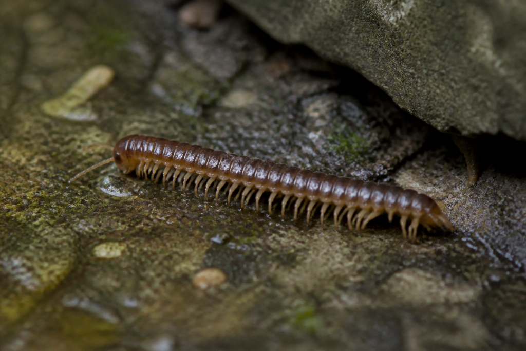 Creature aux pattes nombreuses rampant dans l'humidite