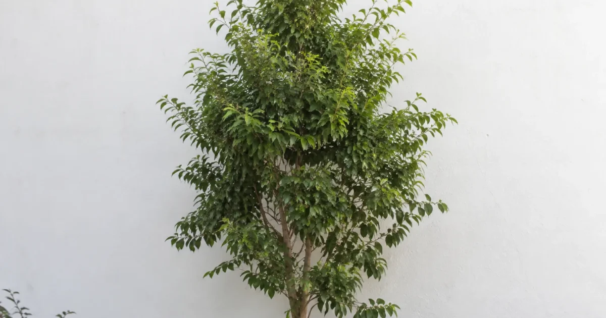 Grand arbre vert debout contre un mur blanc