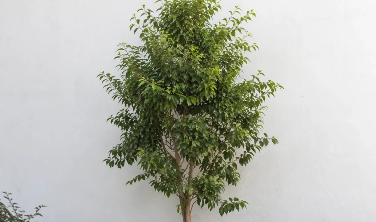Grand arbre vert debout contre un mur blanc