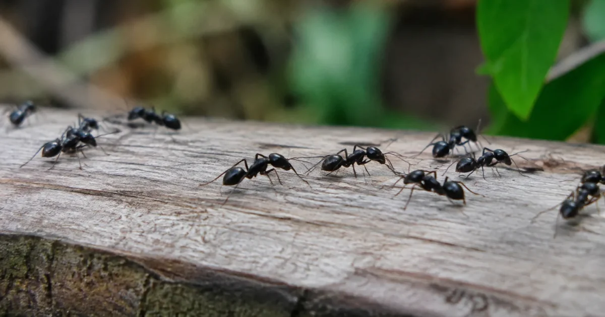 Grosses fourmis noires marchant sur une poutre en bois