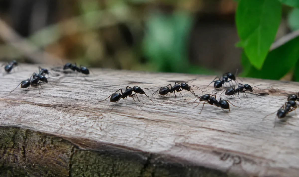 Grosses fourmis noires marchant sur une poutre en bois