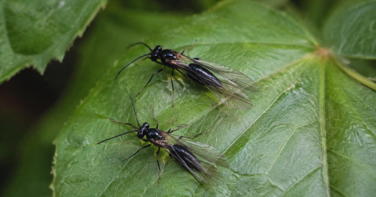 Insectes noirs aux ailes transparentes sur une feuille verte