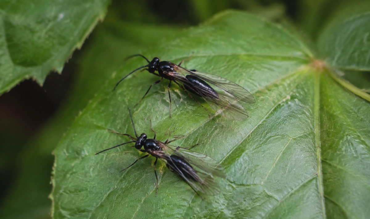 Insectes noirs aux ailes transparentes sur une feuille verte