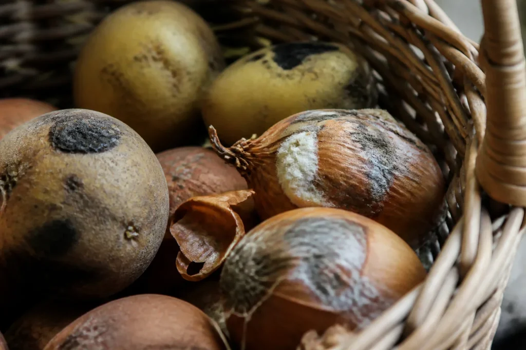 Pommes de terre et oignons moisis dans un panier