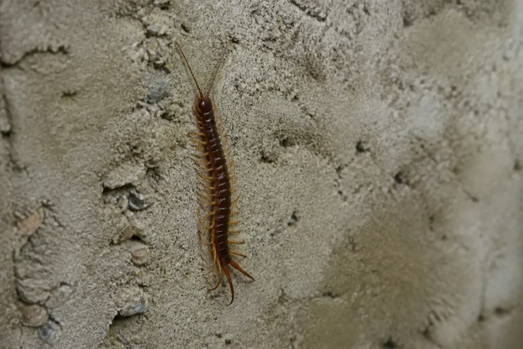 Une scolopendre brune rampe sur un mur de cave
