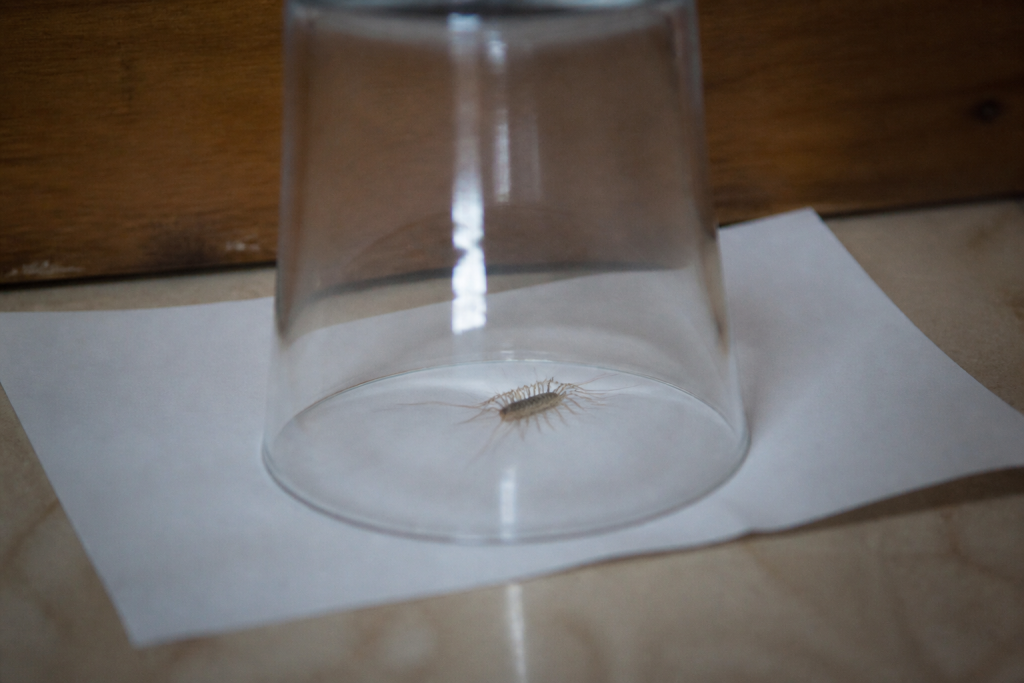 Scutigere sous un verre transparent avec papier