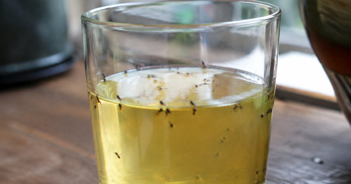 Verre de vinaigre attirant de minuscules insectes noirs