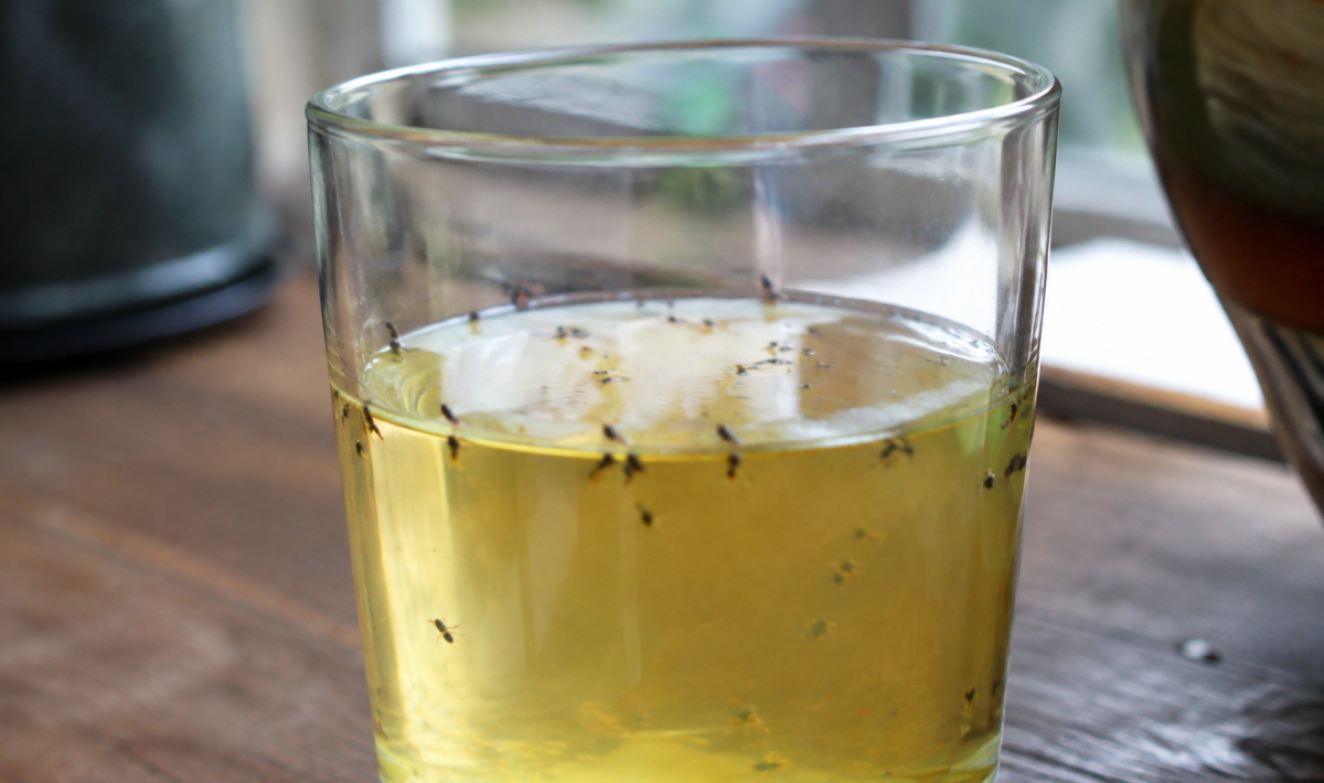 Verre de vinaigre attirant de minuscules insectes noirs